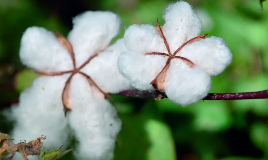 12619_CottonCloseup_800