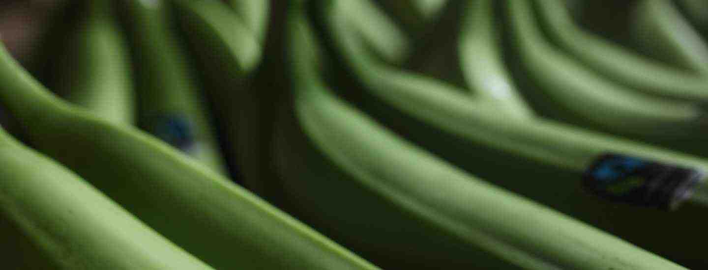 Image © James A. Rodríguez Image of Fairtrade bananas