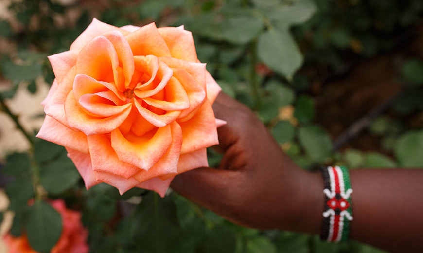18047 Close Up Flower Kenya 870