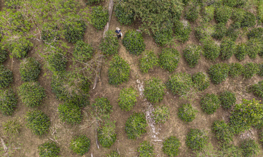 2021 Indonesia Koptan Gayo Megah Berseri3