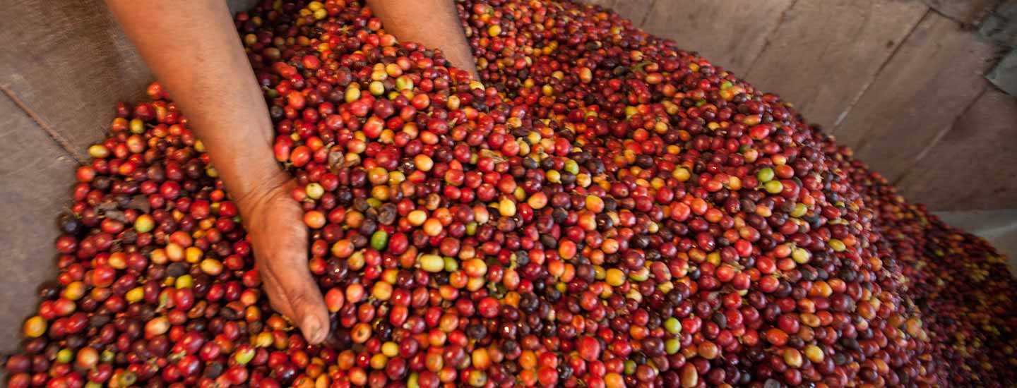 Image © Sean Hawkey Image of farmer scooping coffee cherries
