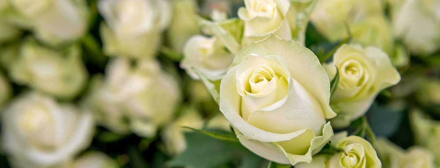 Image © Remo Naegeli Image of white roses at Fairtrade flower farm