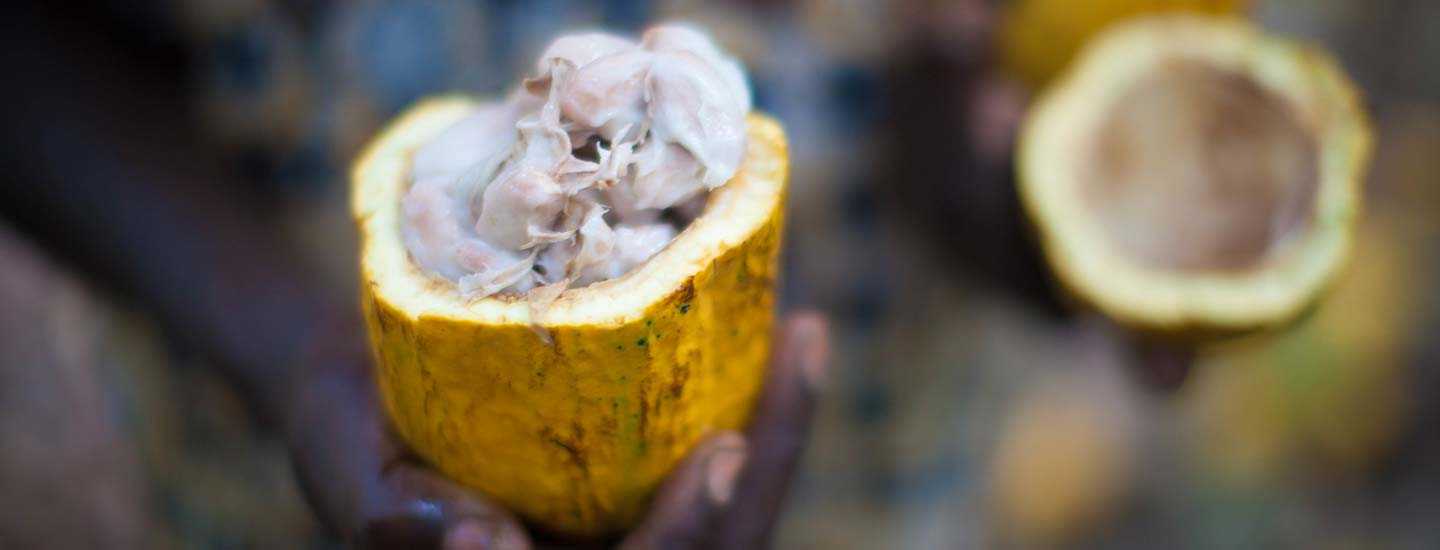Image © Sean Hawkey Image of an open cocoa pod