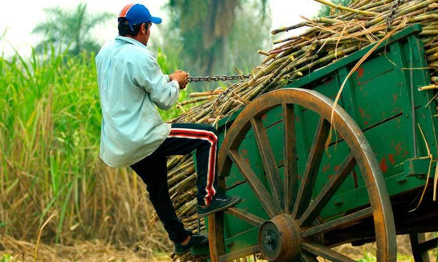 484 Sugar Cane Cart 870