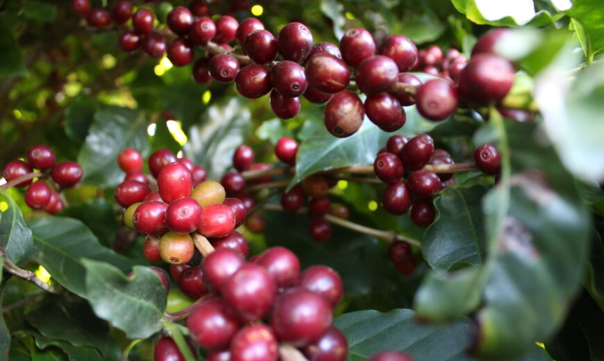 coffee beans