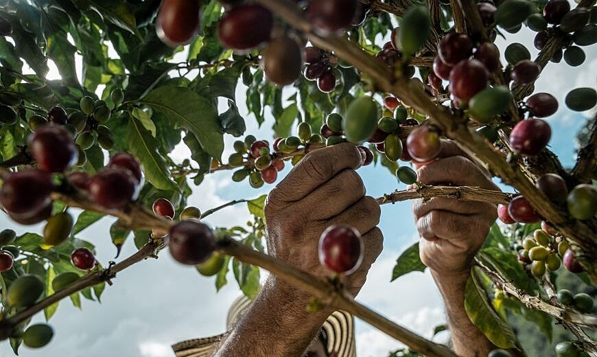 Colombian coffee farmer 870