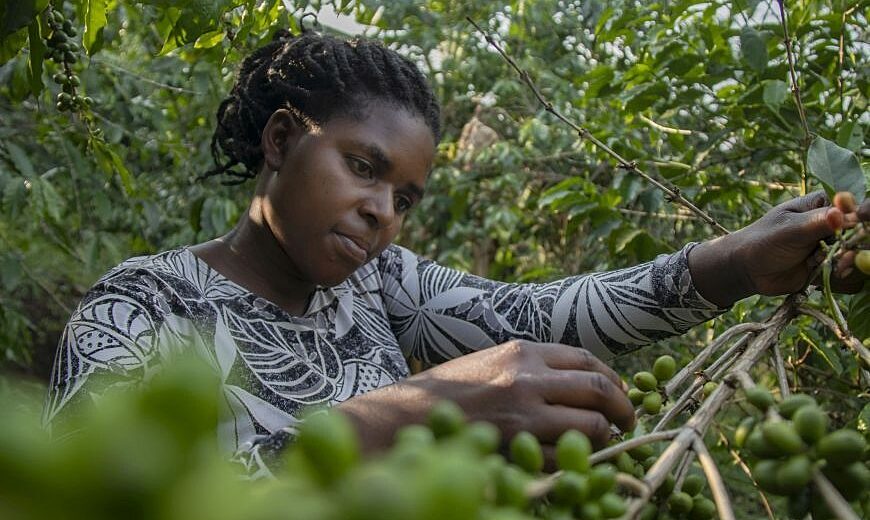Uganda_coffee_LI_RefPrice_Biira_Zirian_870