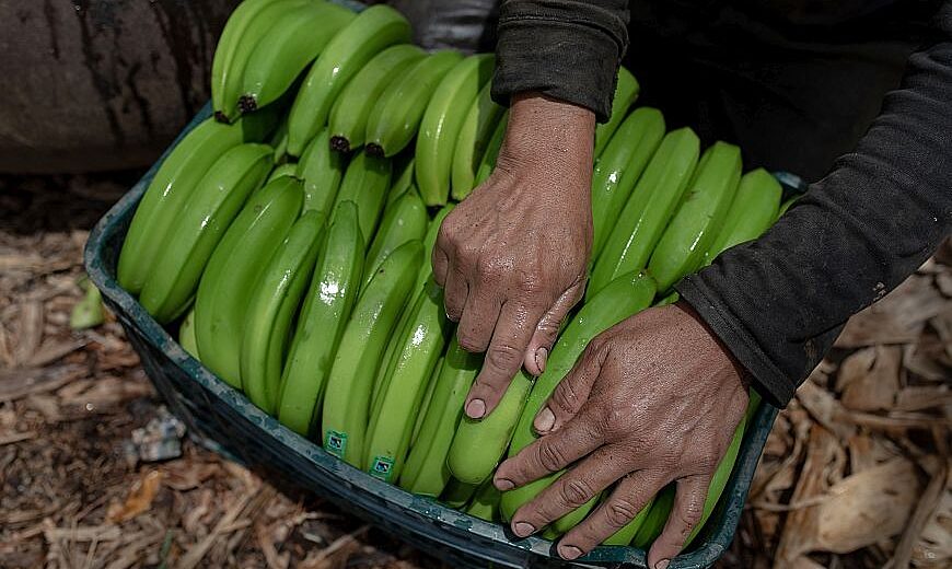 Peru Banana producers 2021_870